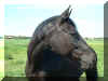 20030531_006.jpg (30224 byte)