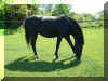 20060604_009.jpg (216864 byte)