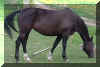 zambuc5.jpg (12479 byte)