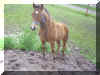 zucce20070509.jpg (226062 byte)